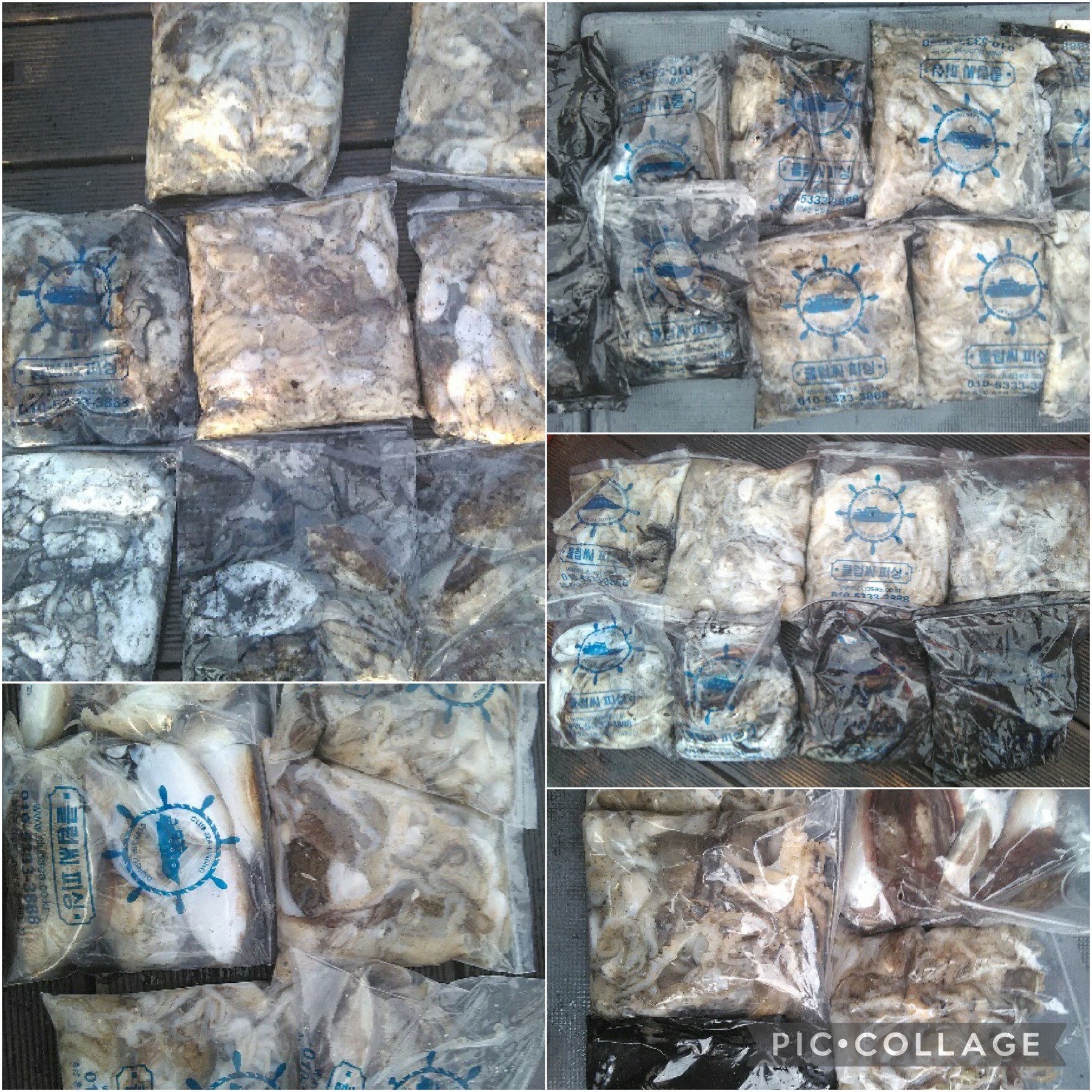 레드원호 10월 01일 주꾸미 조황