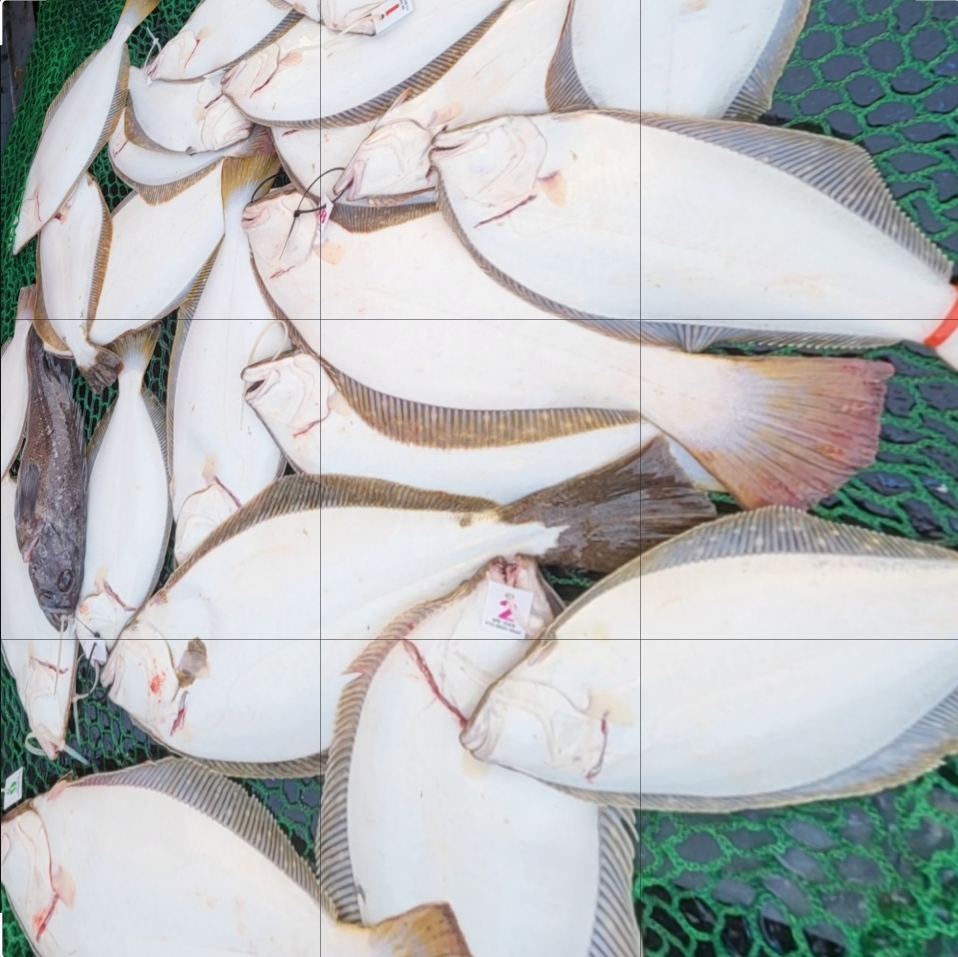 10월 12일 대성호 13인 광다운샷조황입니다