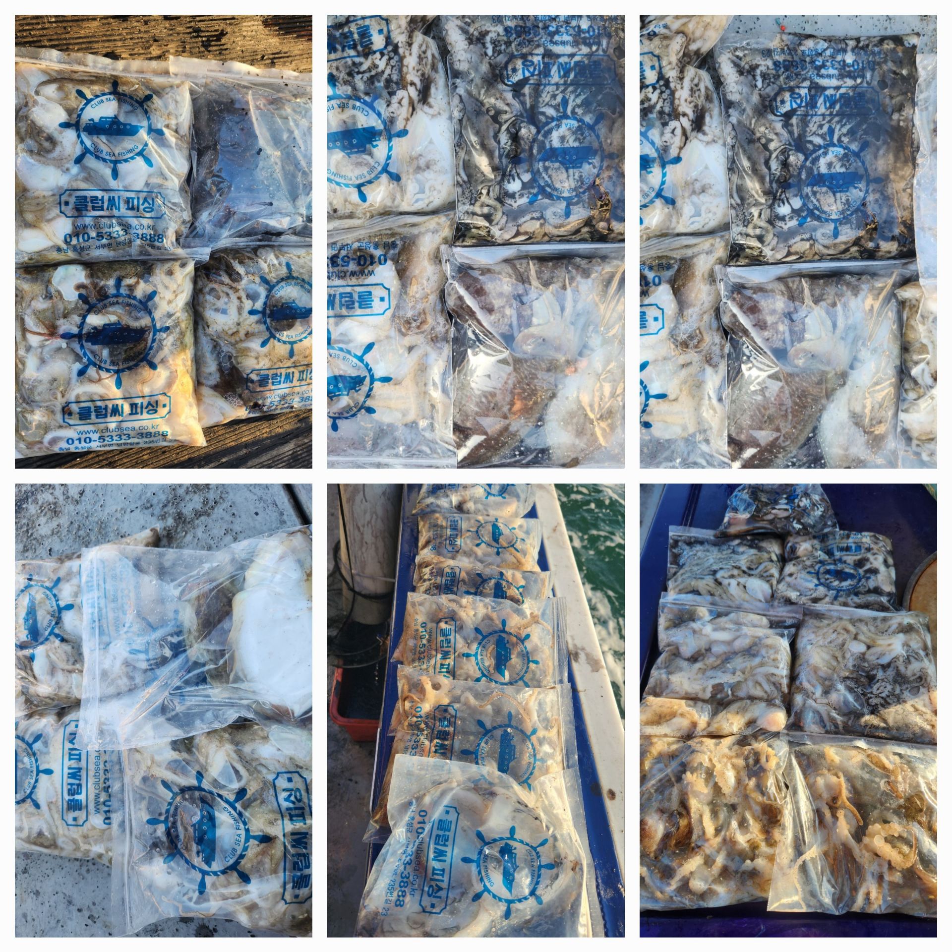 10월13일 뉴대성호 주꾸미조황