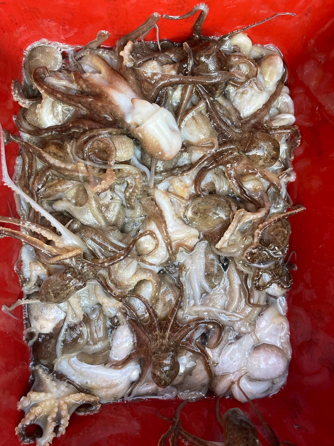 10월31일 블루원호 주꾸미조황