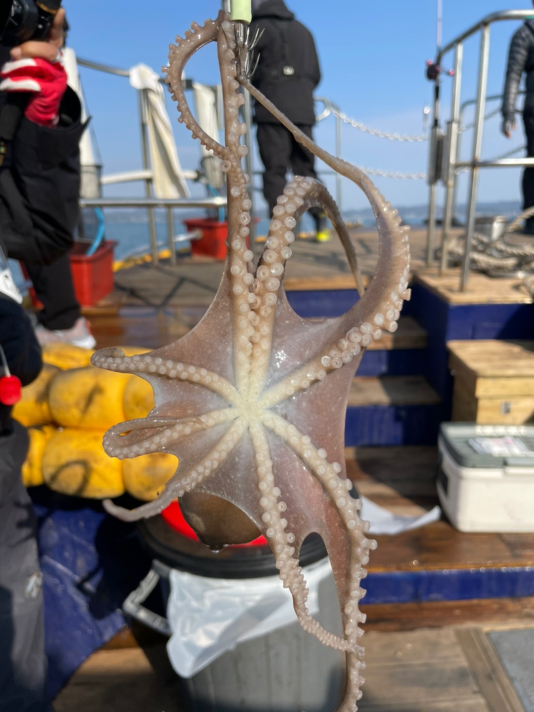 11월7일 블루원호 주꾸미조황