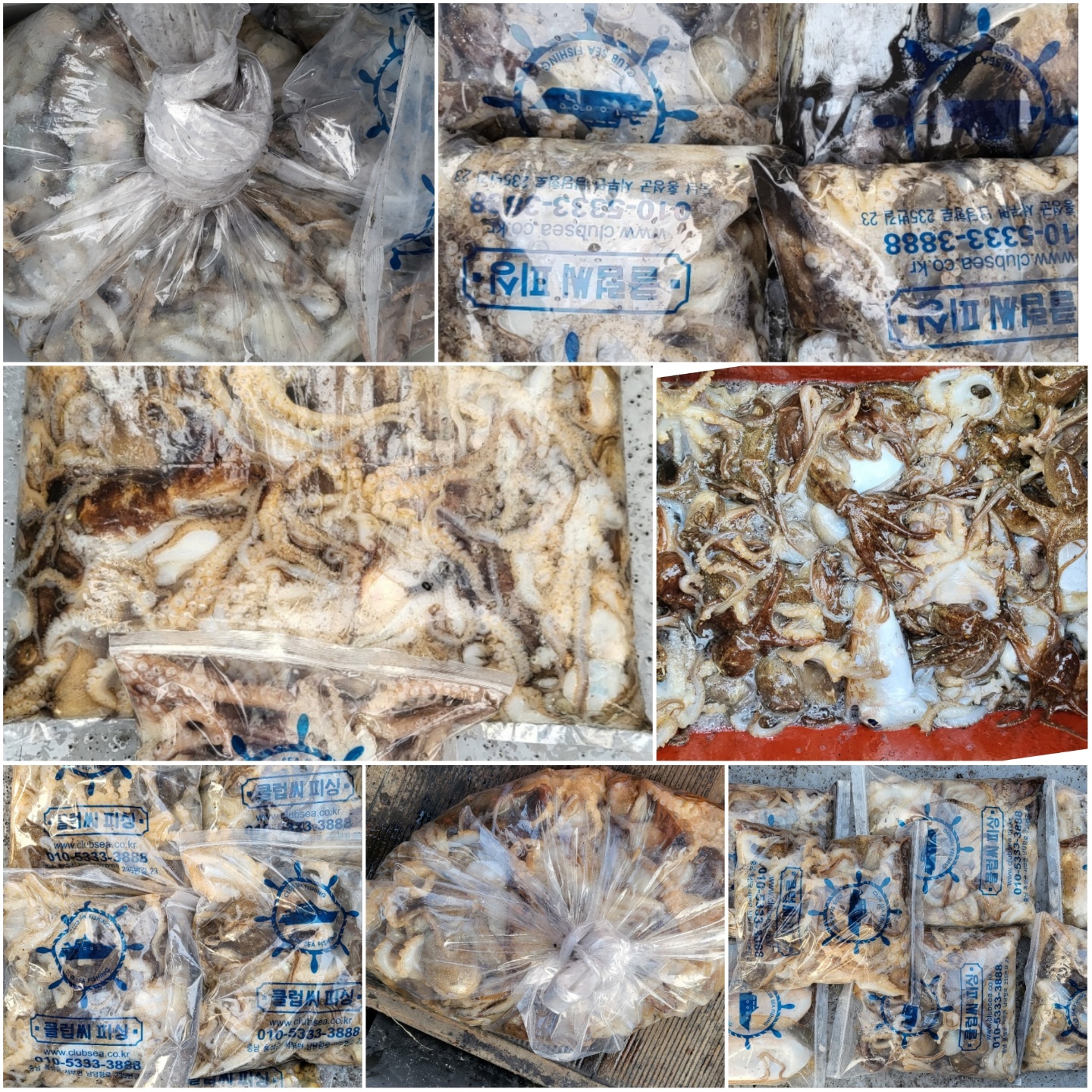 11월3일 뉴대성호 주꾸미조황