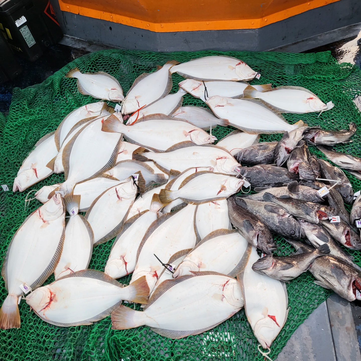 11월 8일 대성호 광어다운샷조황입니다