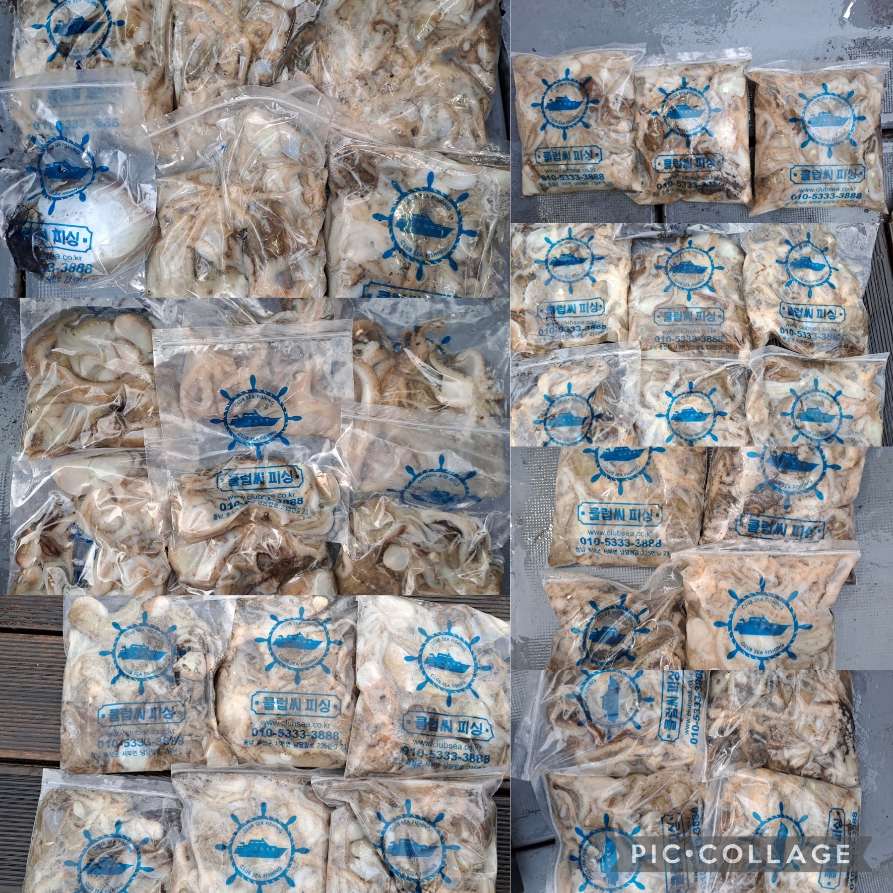 11월 12일 레드원호 주꾸미 조황