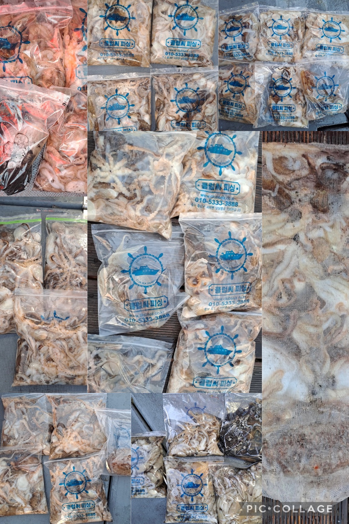 11월 17일 레드원호 주꾸미 조황