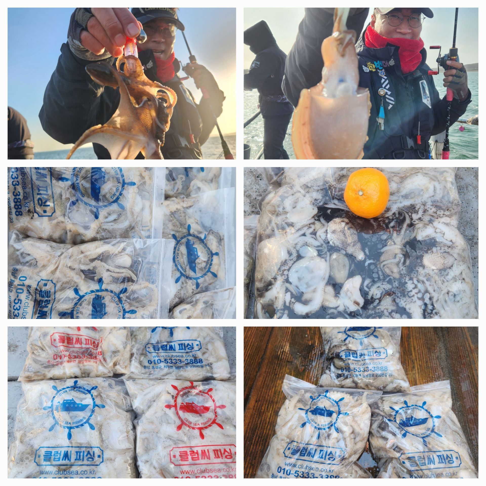 11월26일 뉴대성호 주꾸미조황