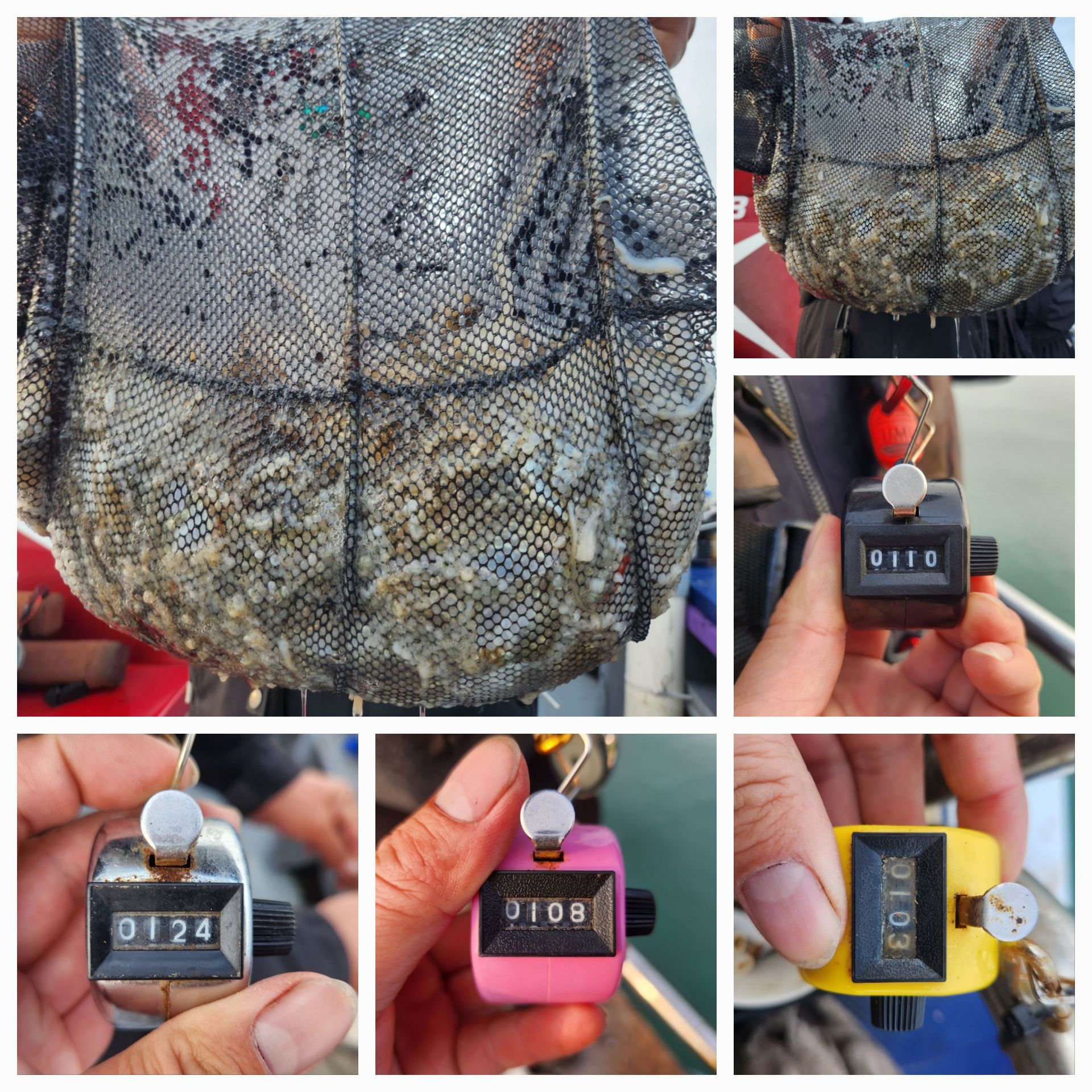 11월9일 뉴대성호 주꾸미조황