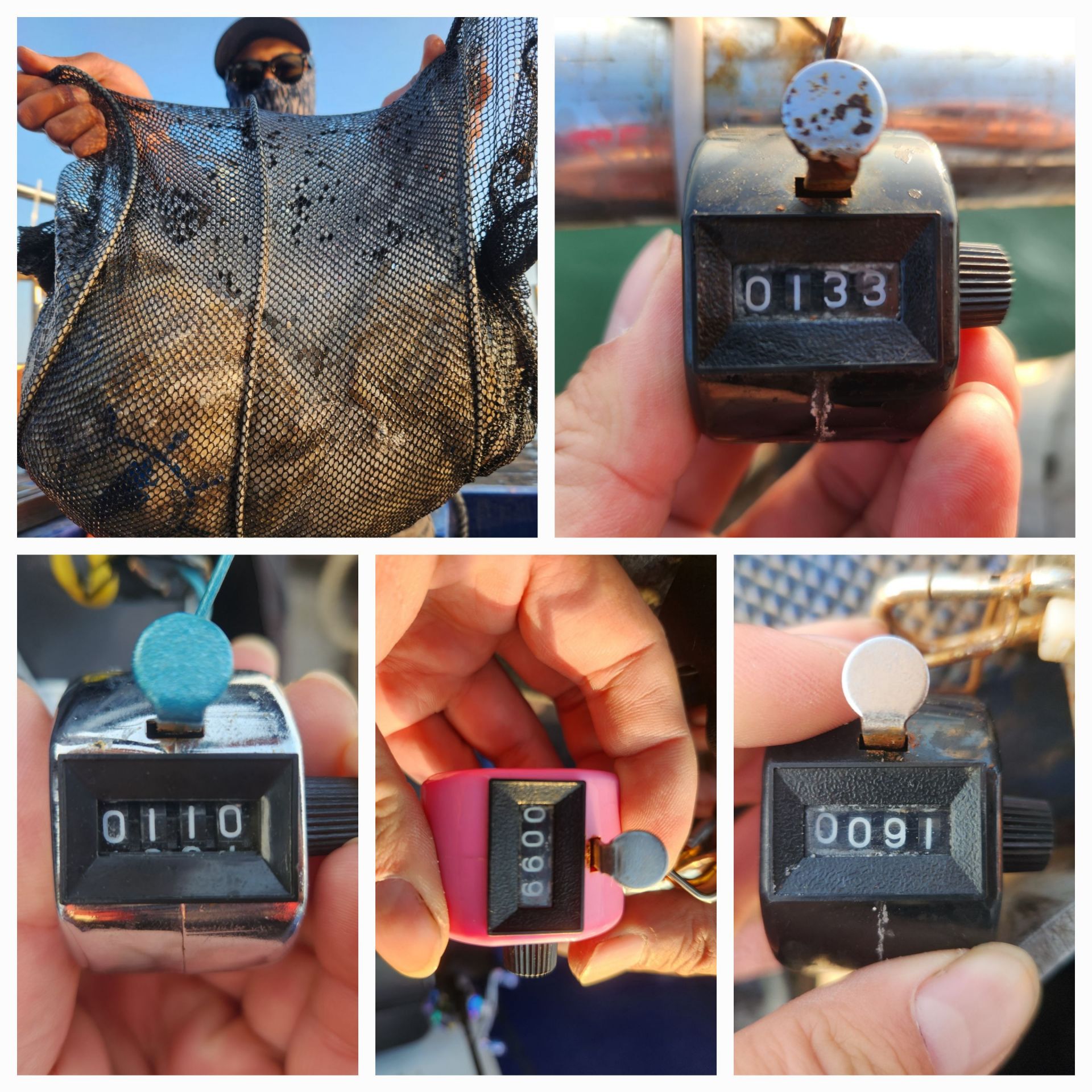 11월10일 뉴대성호 주꾸미조황