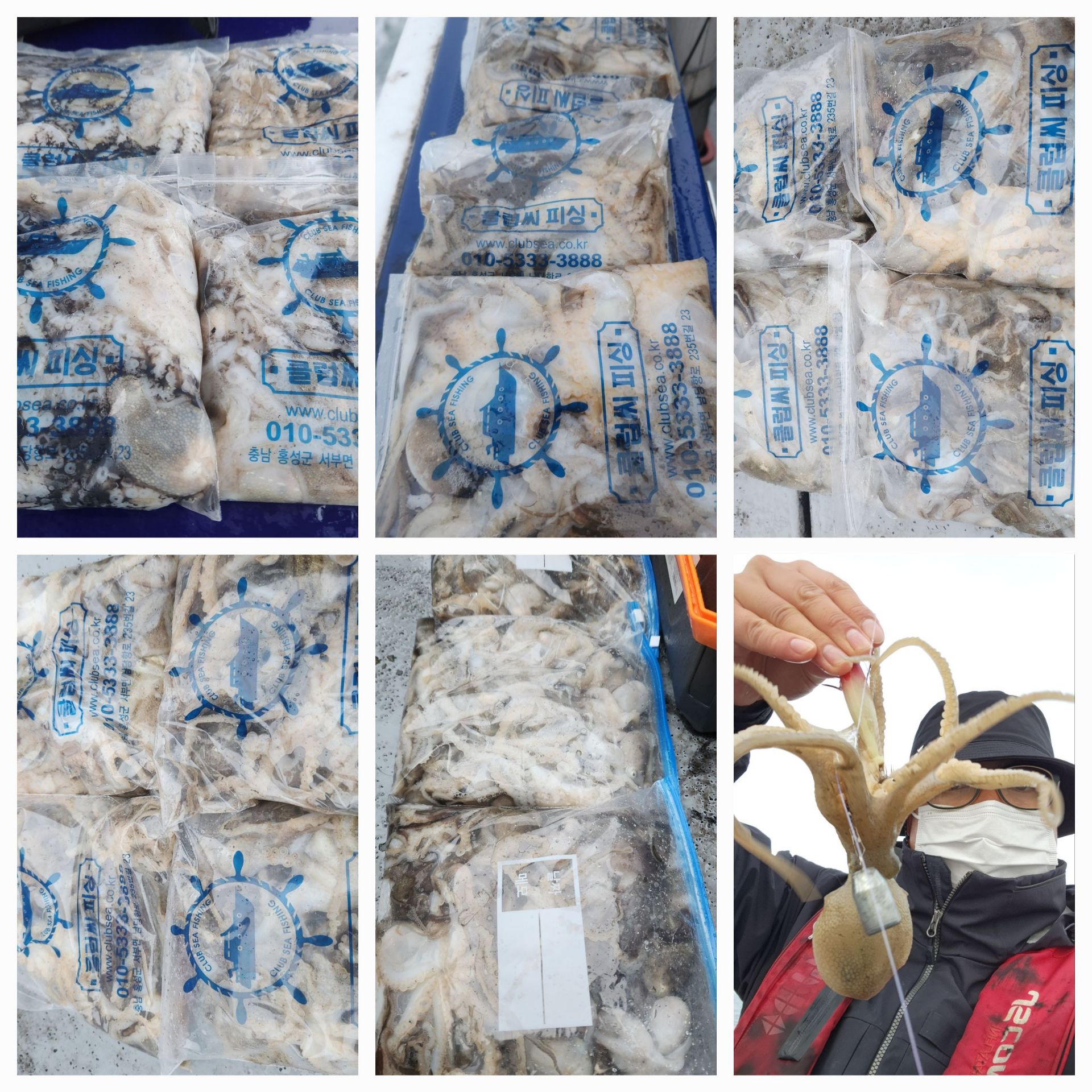 11월22일 뉴대성호 주꾸미조황