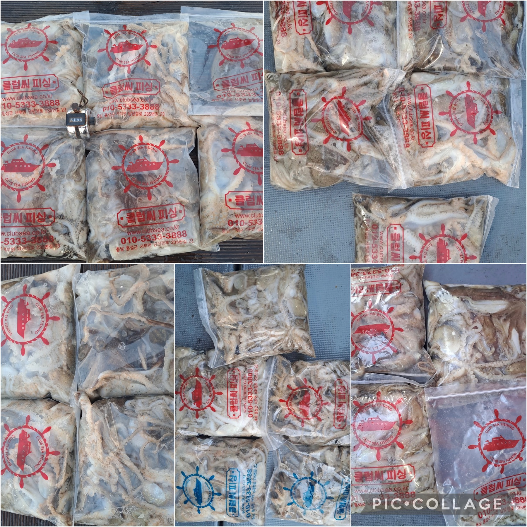 11월 21일 레드원호 주꾸미 조황