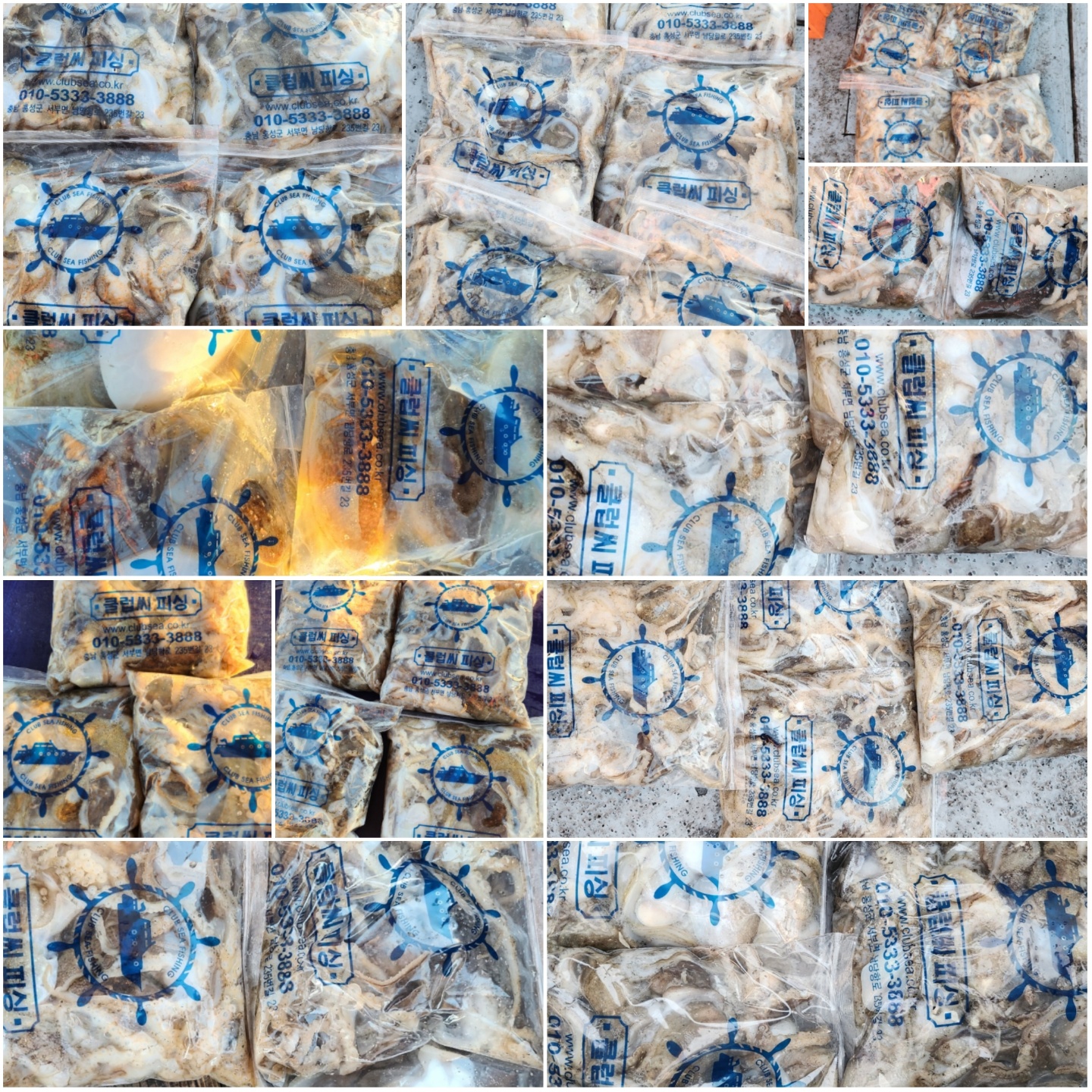 11월5일 뉴대성호 주꾸미조황