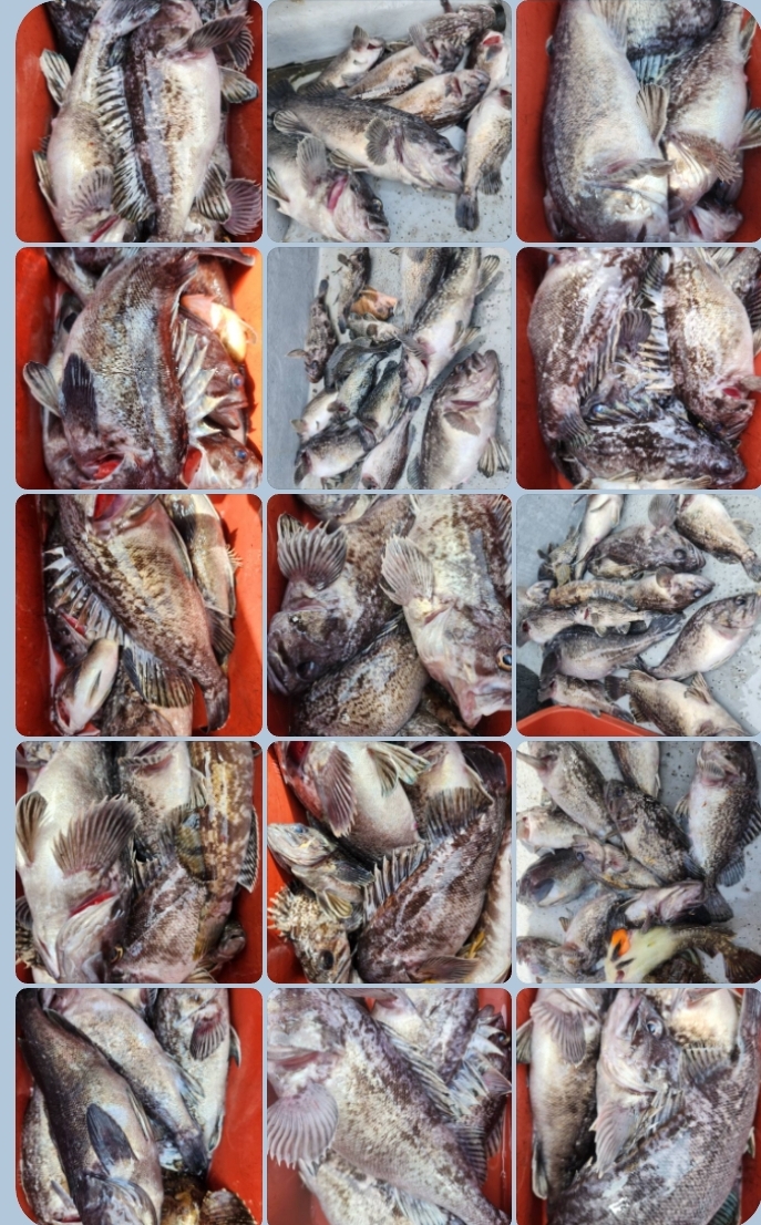 4월13일 뉴대성호 내만우럭조황