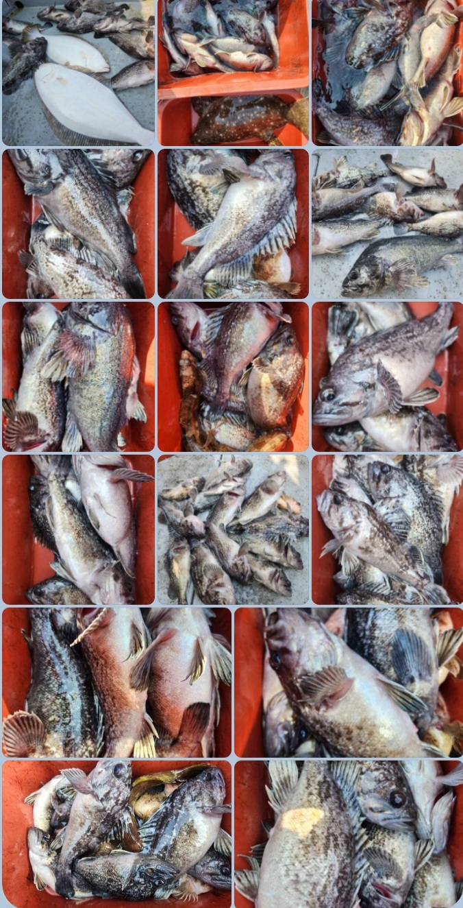 4월1일 뉴대성호 내만우럭조황