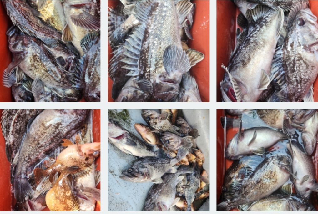 4월15일 뉴대성호 내만우럭조황