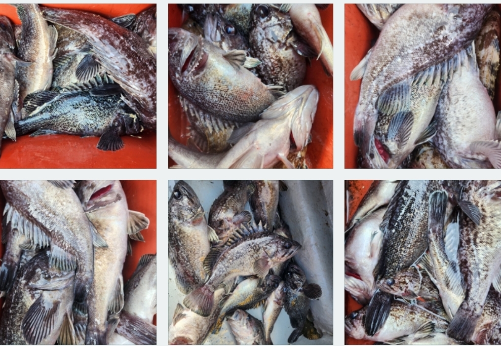 4월17일 뉴대성호 내만우럭조황