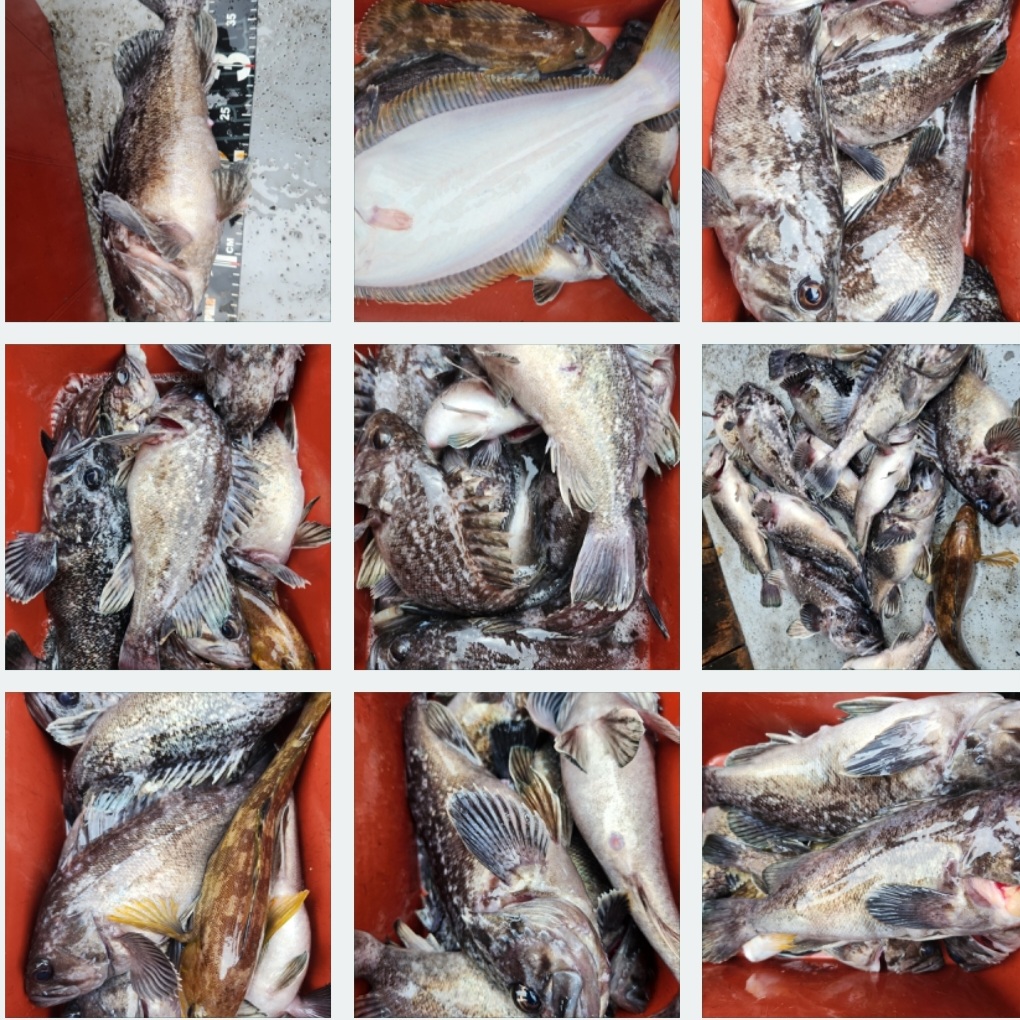 4월28일 뉴대성호 내만우럭조황