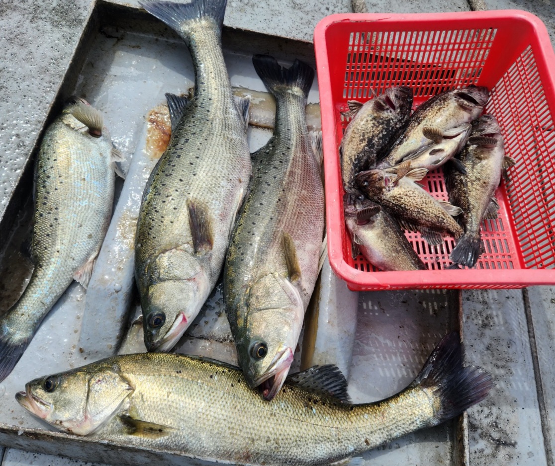 5월24일 뉴대성호 농어조업