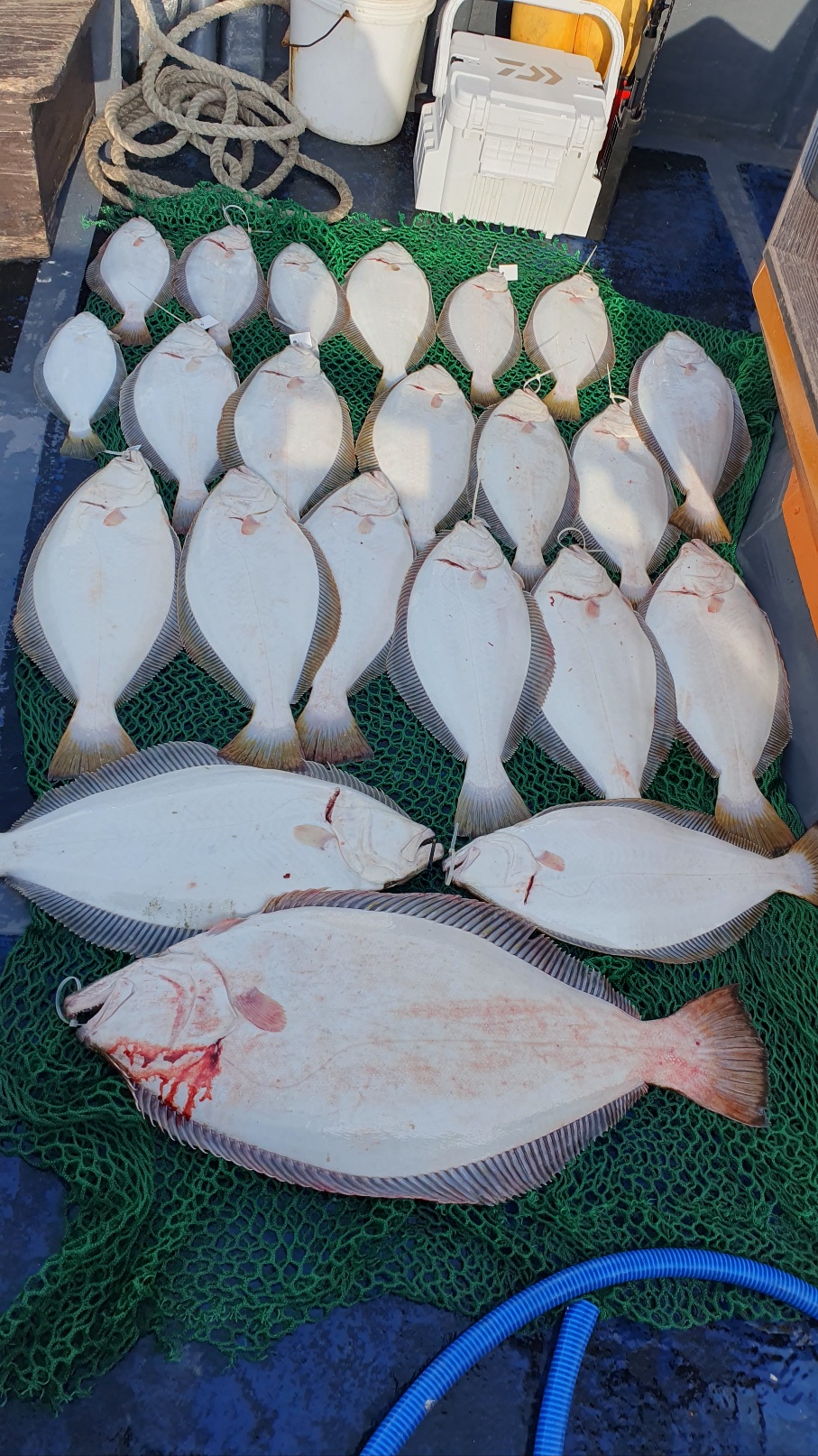 5월 15일 대성호 6인 광어다운샷조황입니다