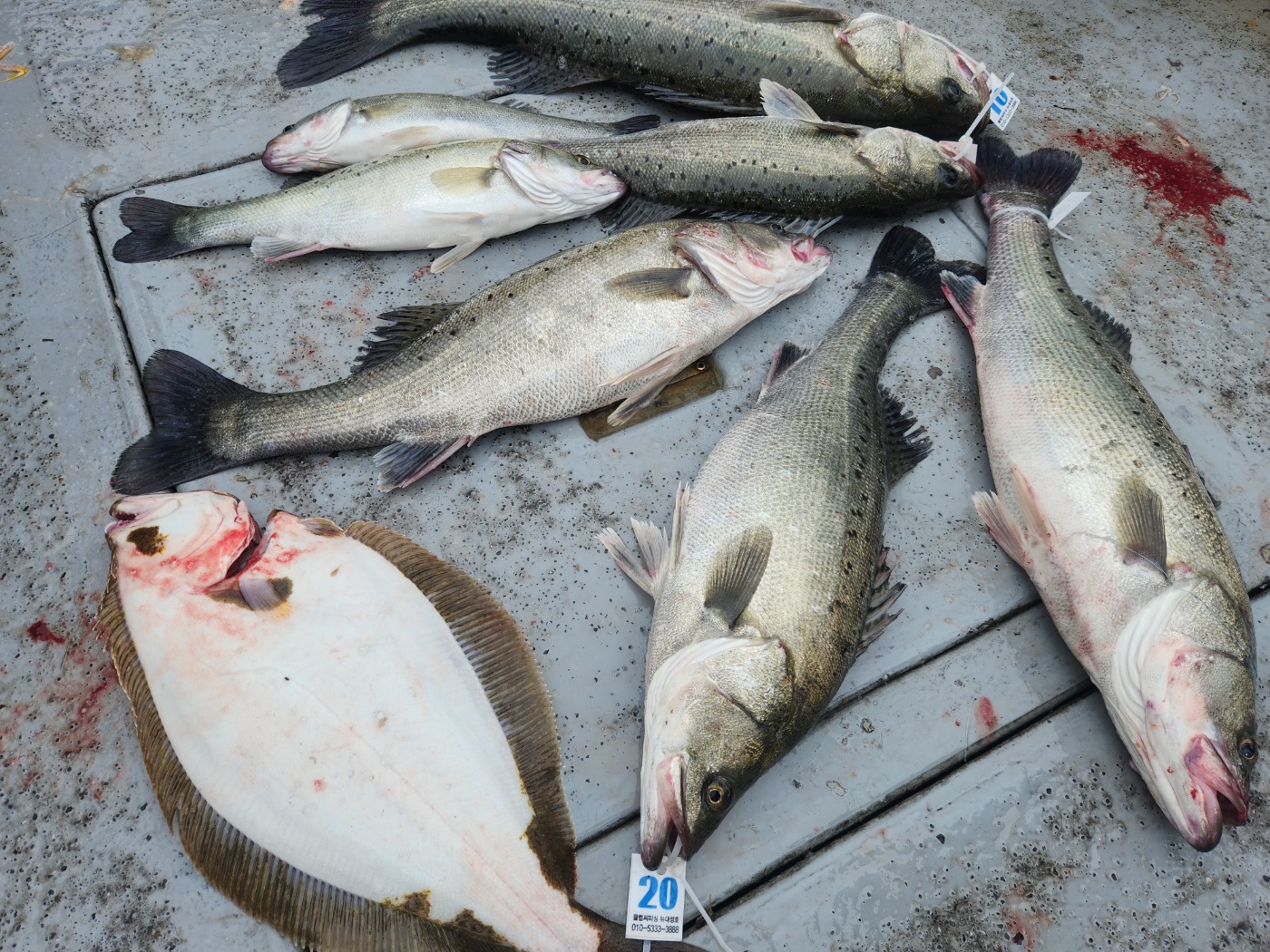 5월 28일 뉴대성호 조황입니다.