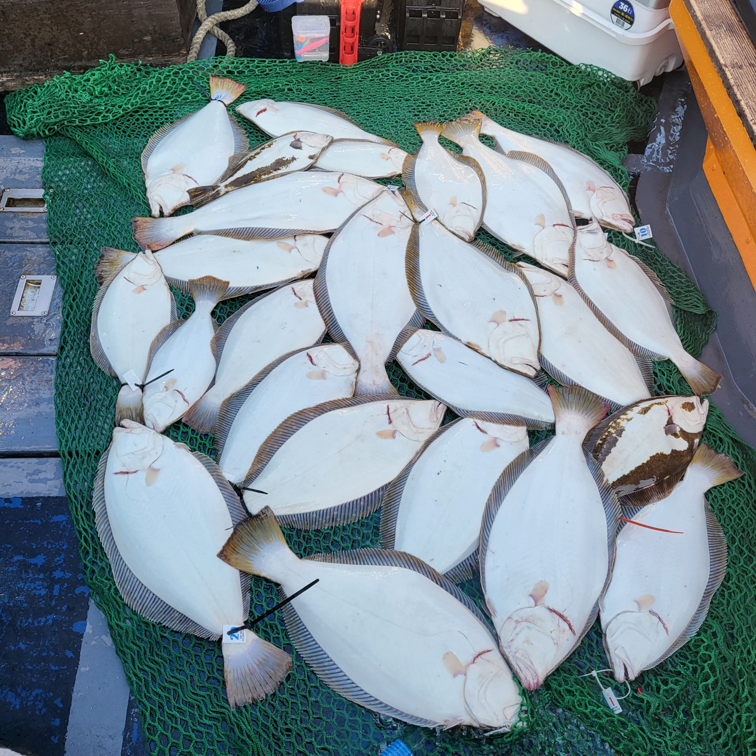 5월 19일 대성호 9인 광어다운샷조황입니다