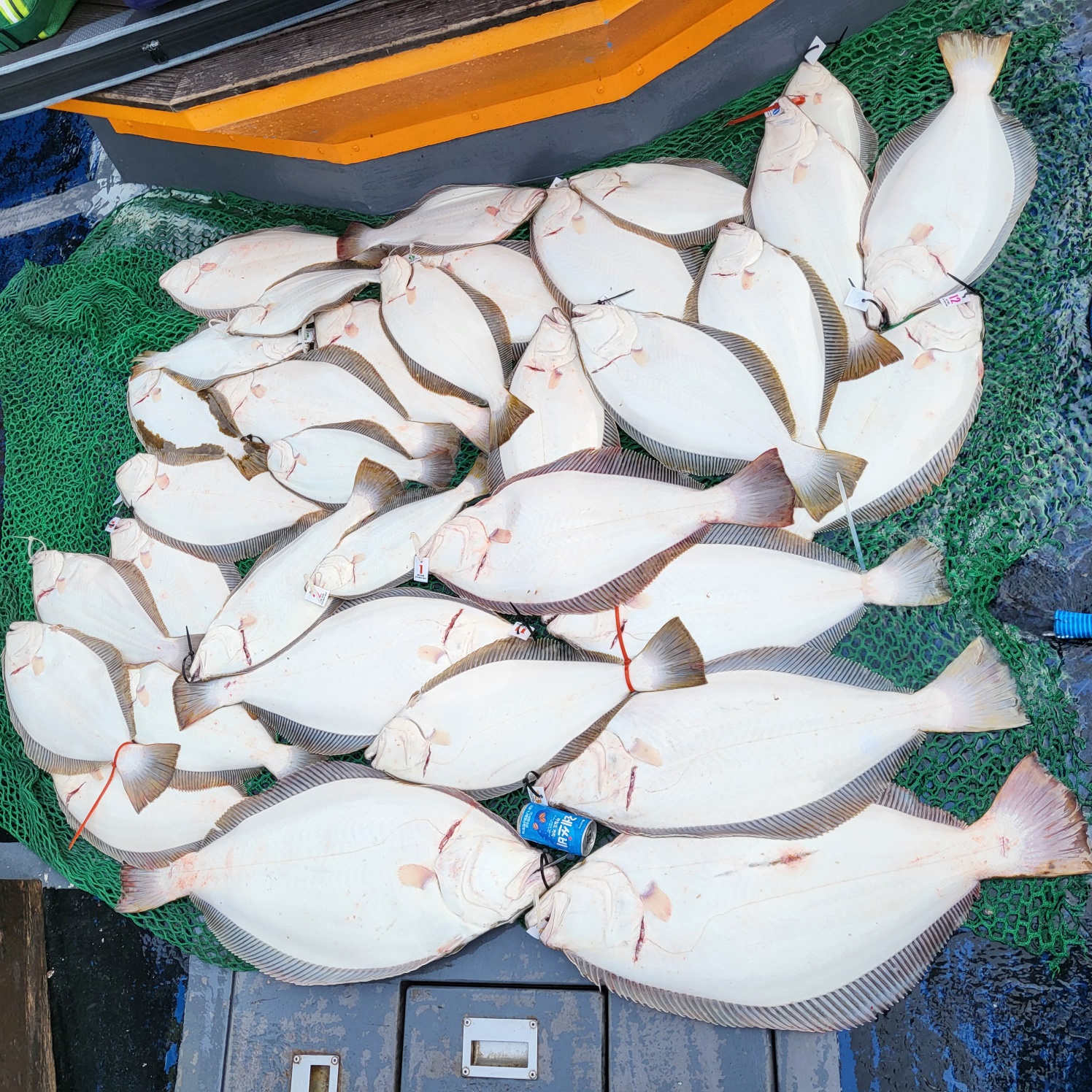 5월 21일 대성호 광어다운샷조황입니다