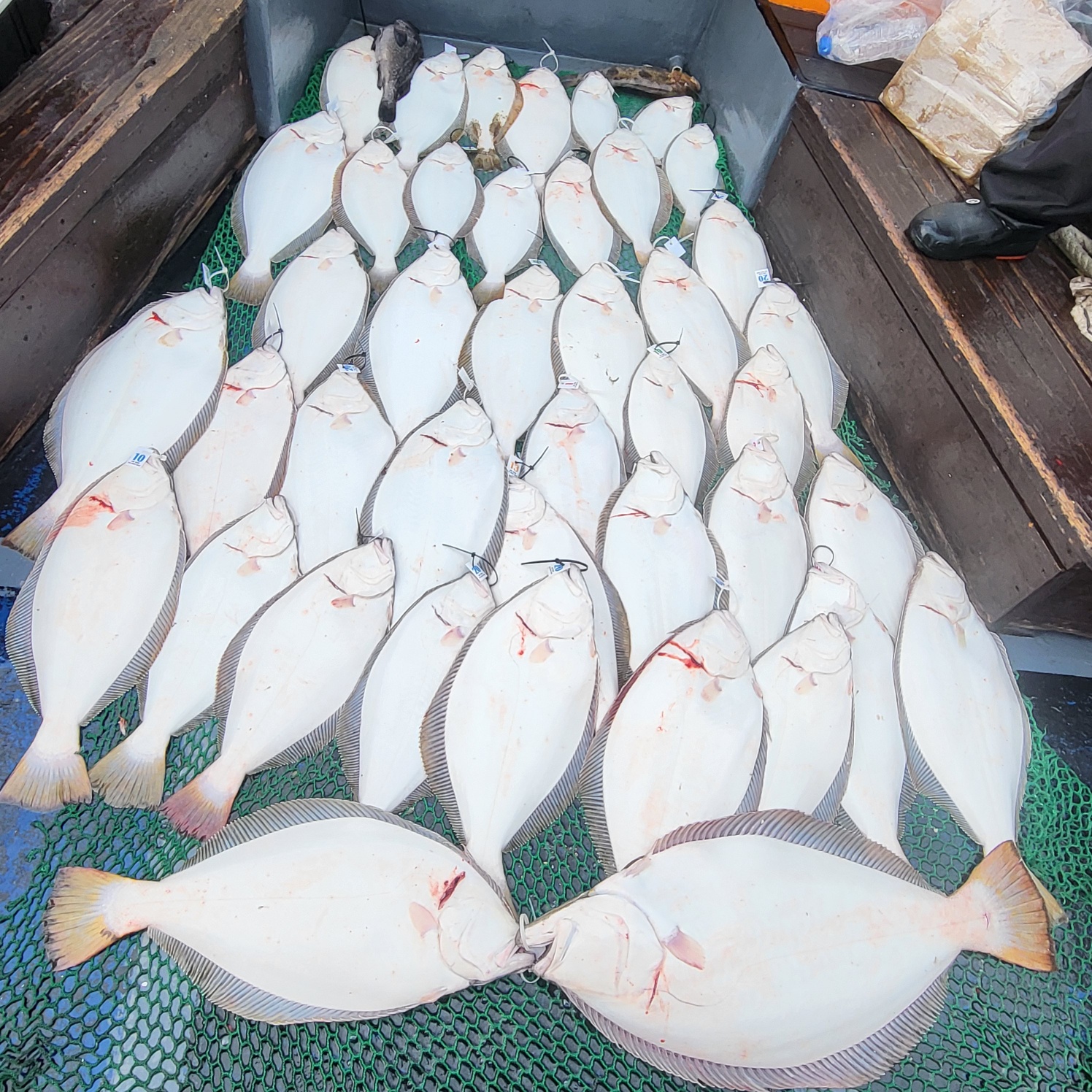 5월 25일 대성호 12인 광어다운샷조황입니다