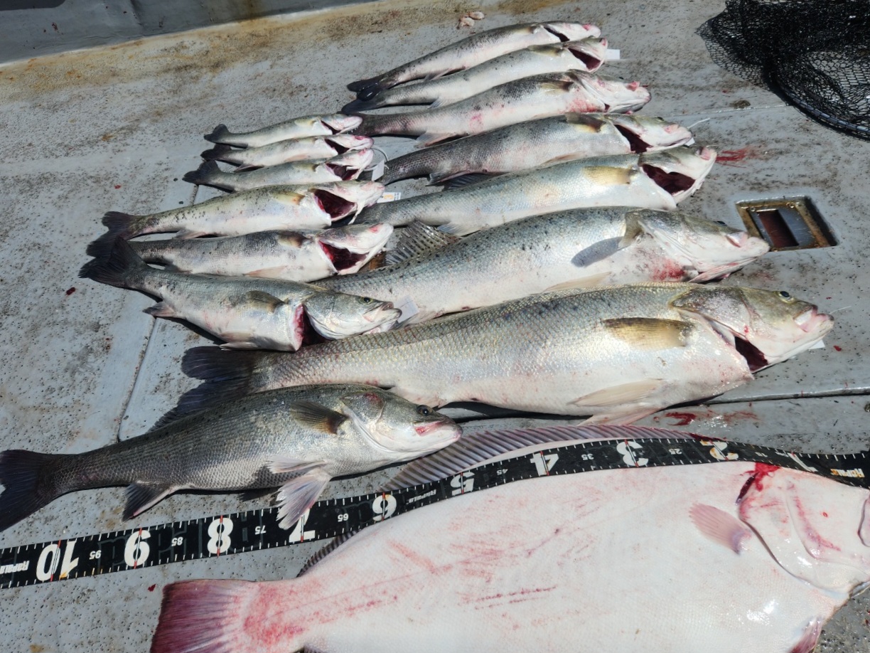 5월25일 뉴대성호 농어외수질조황