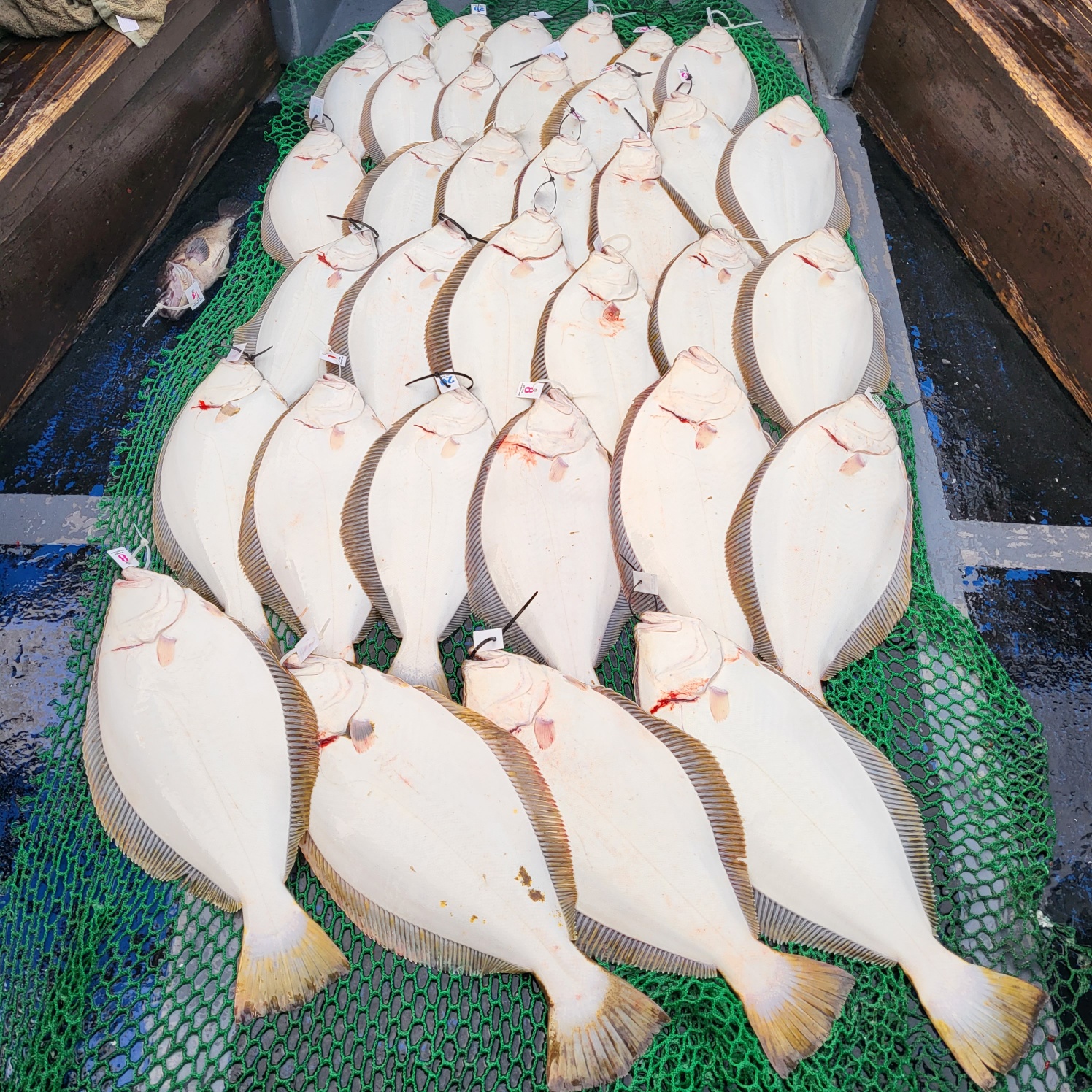 5월 29일 대성호 13인 광어다운샷조황입니다