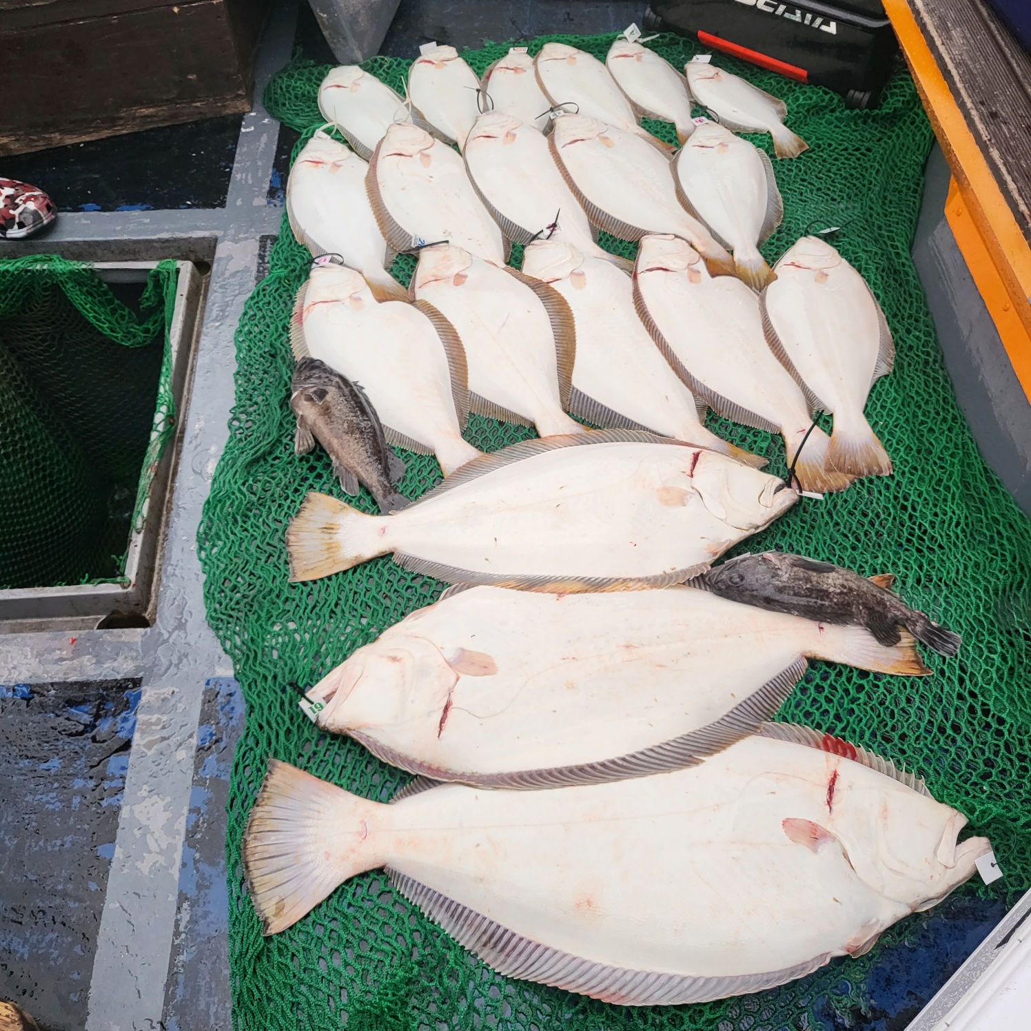 5월 18일 대성호 다운샷조황입니다