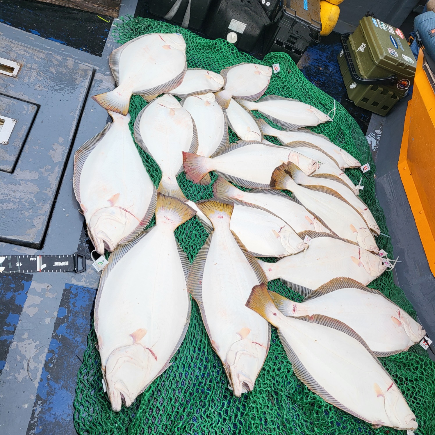 5월 20일 대성호 광어다운샷조황입니다