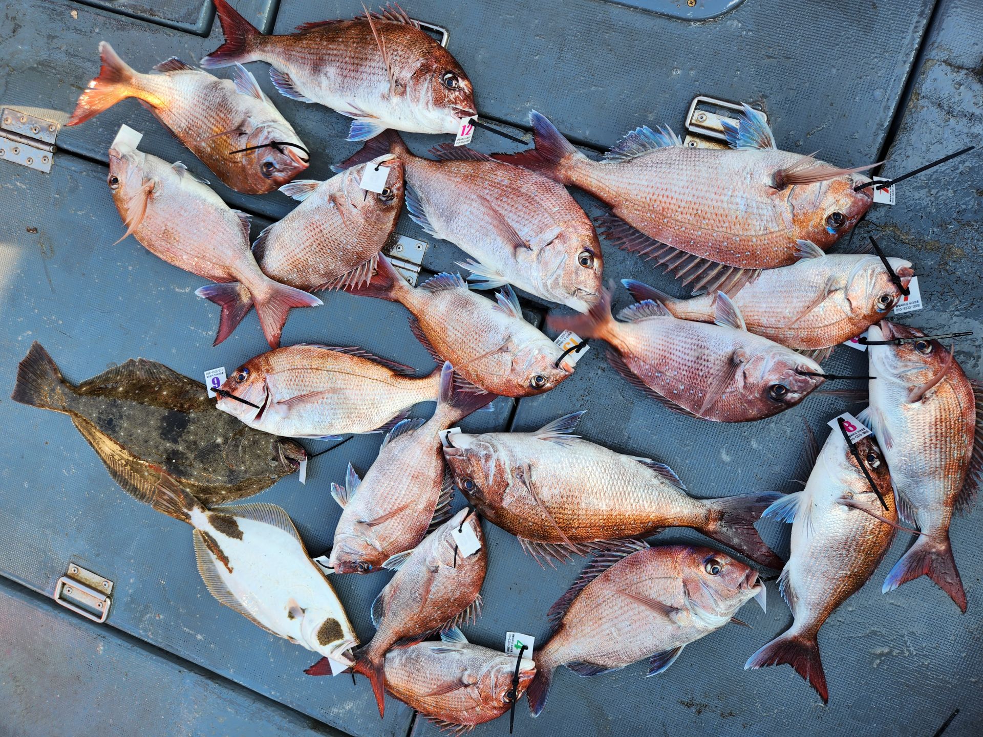 5월14일 블루원호 참돔조황