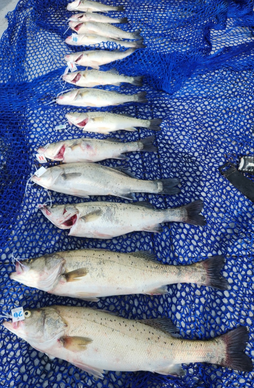 6월17일 뉴대성호 농어외수질 조황