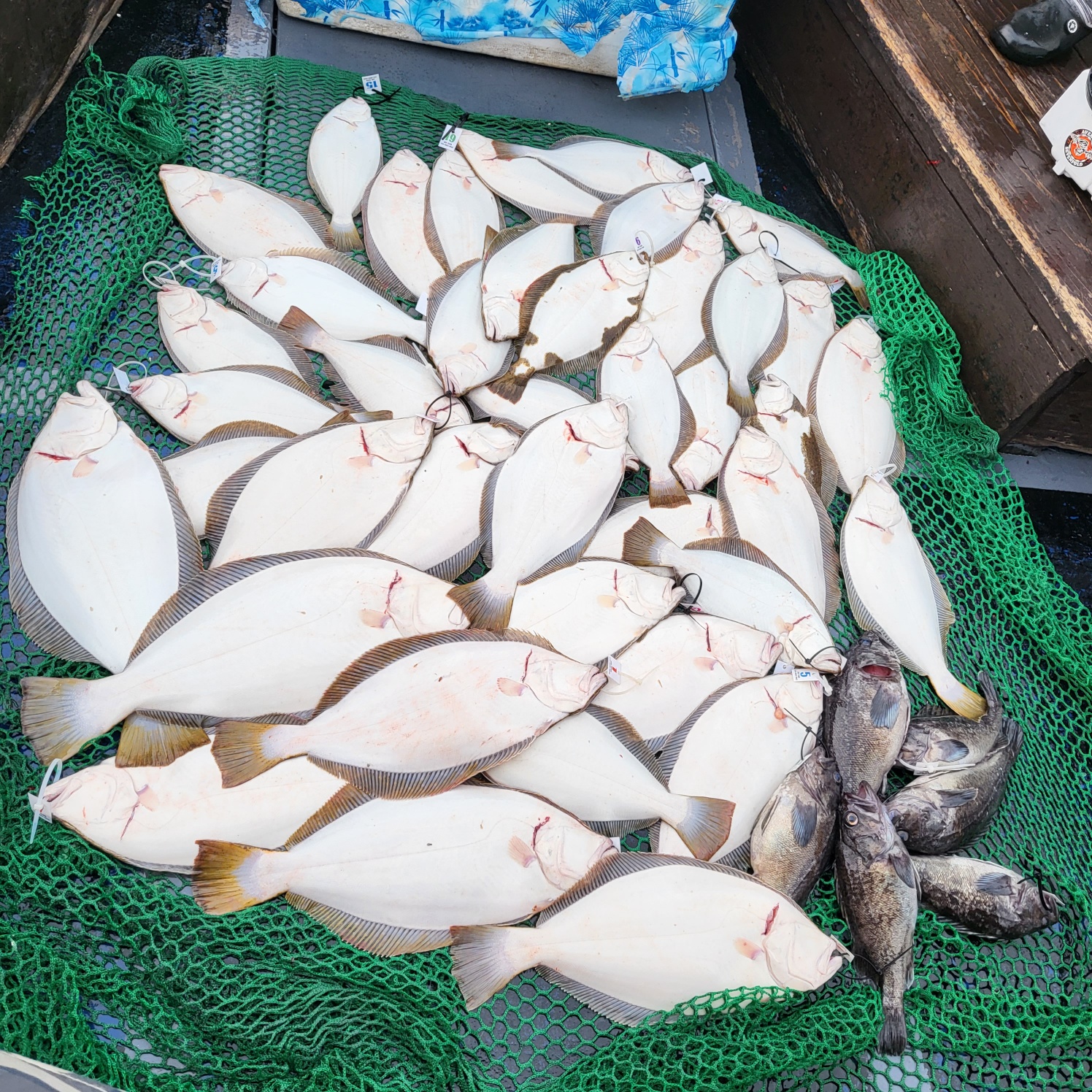 6월 2일 대성호 광어다운샷조황입니다