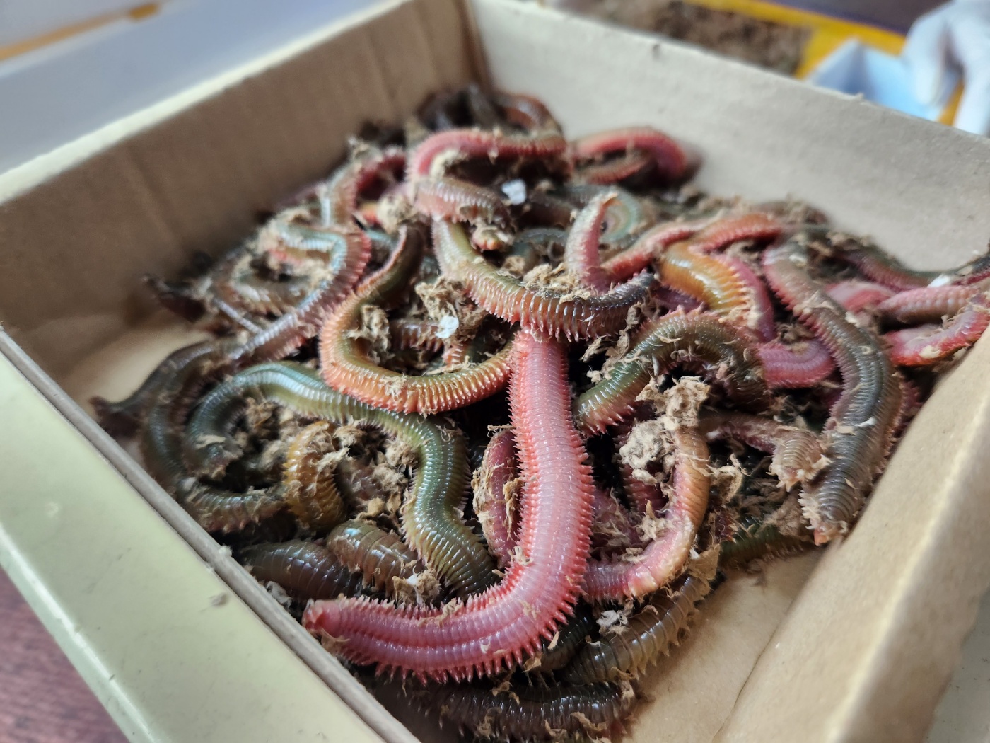 6월 초 타이라바 물품현황