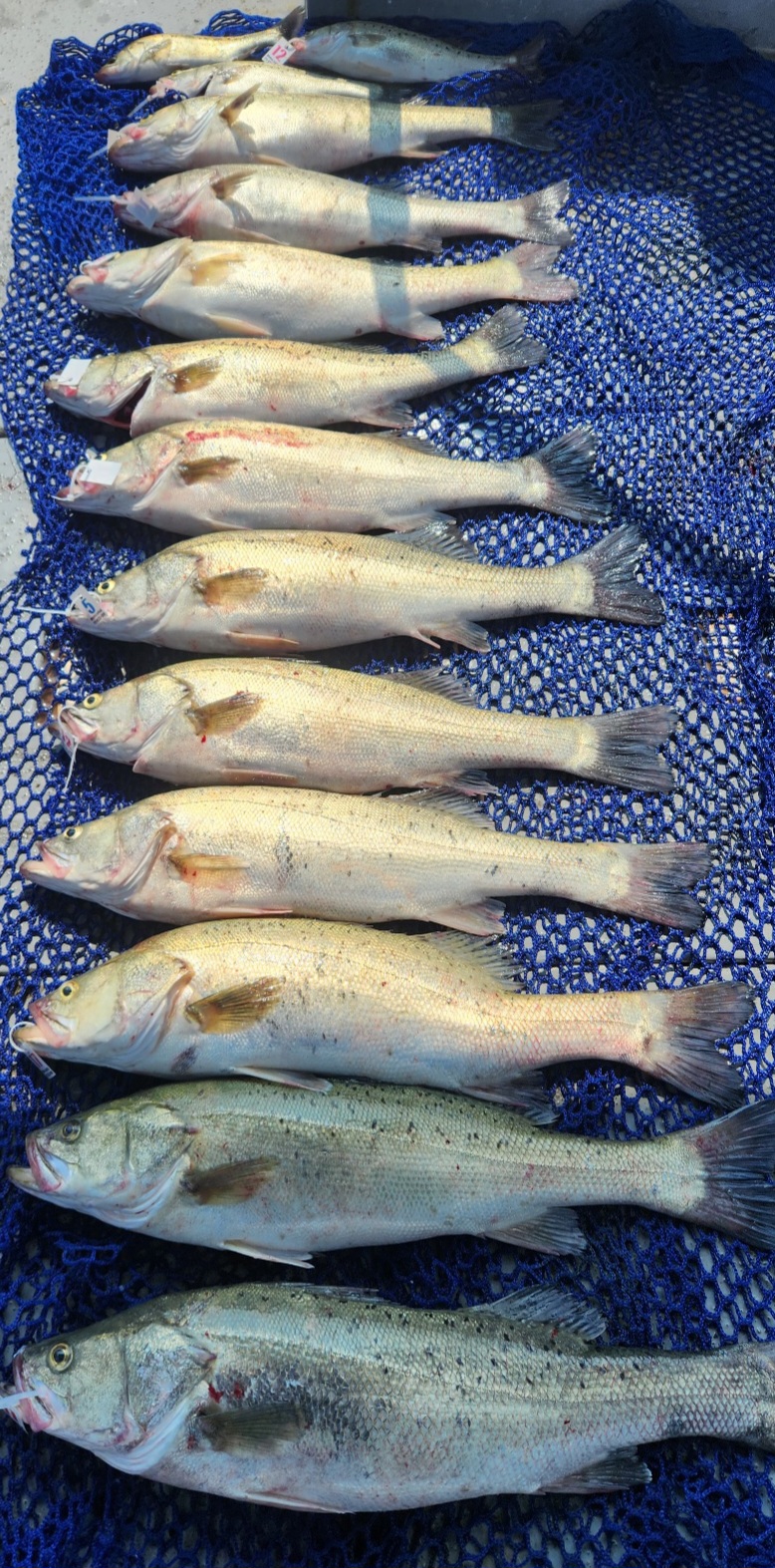 6월24일 뉴대성호 농어외수질 조황