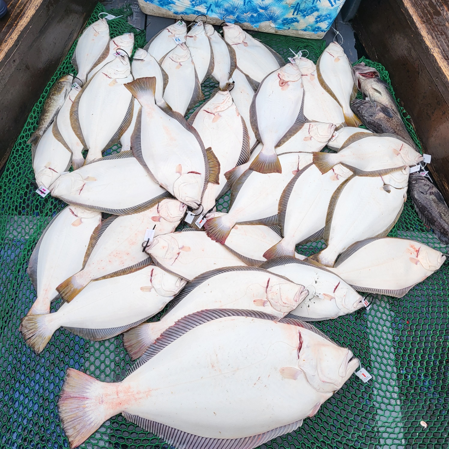 6월 4일 대성호 대광어다운샷조황입니다