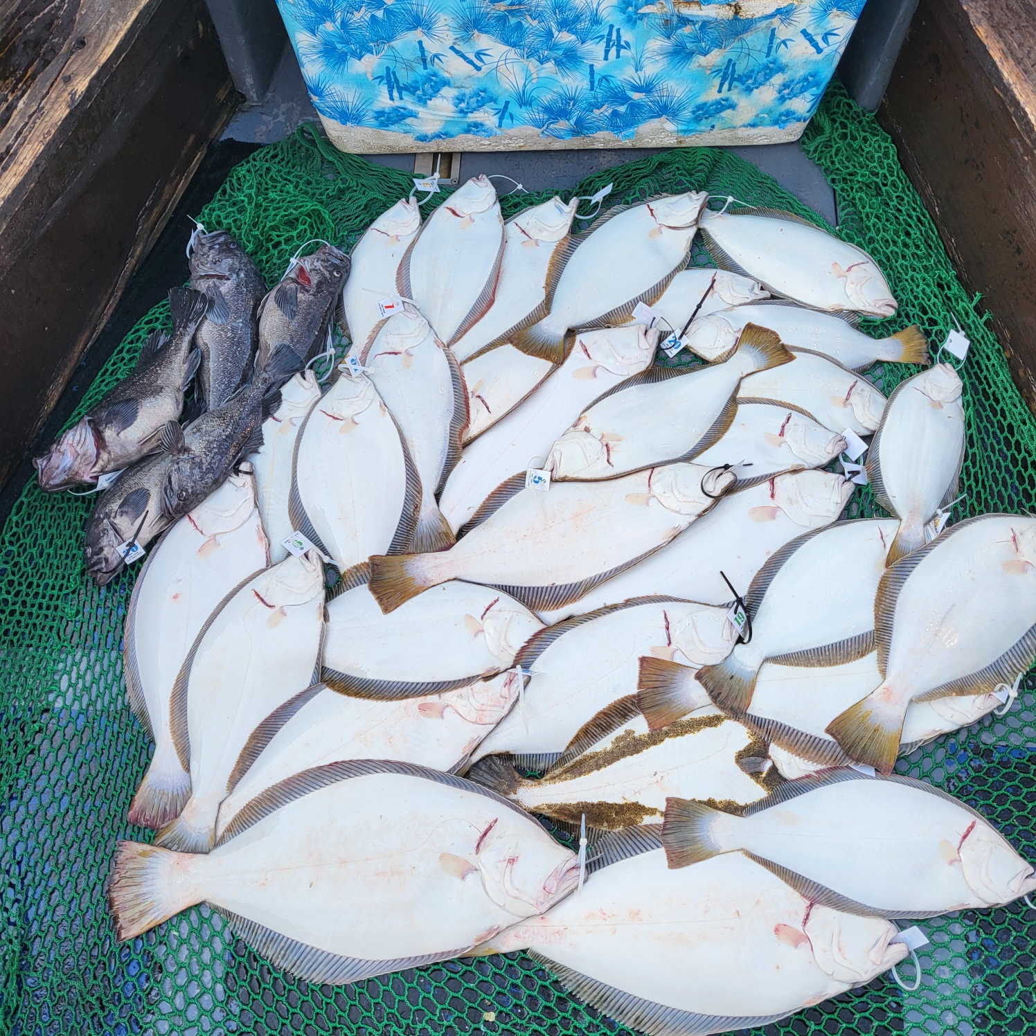 6월 6일 대성호 광어다운샷조황입니다