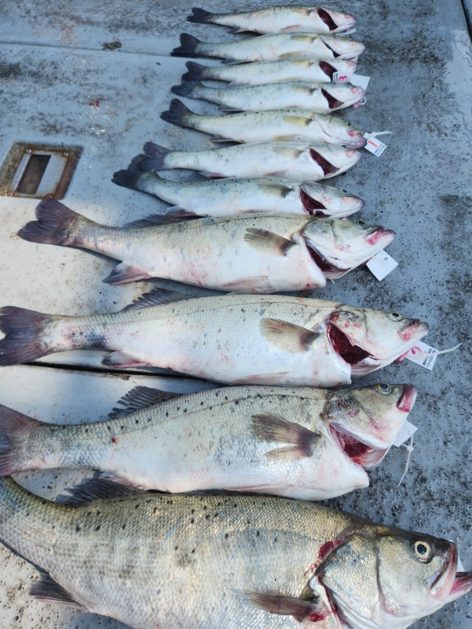 6월5일 뉴대성호 농어외수질 조황