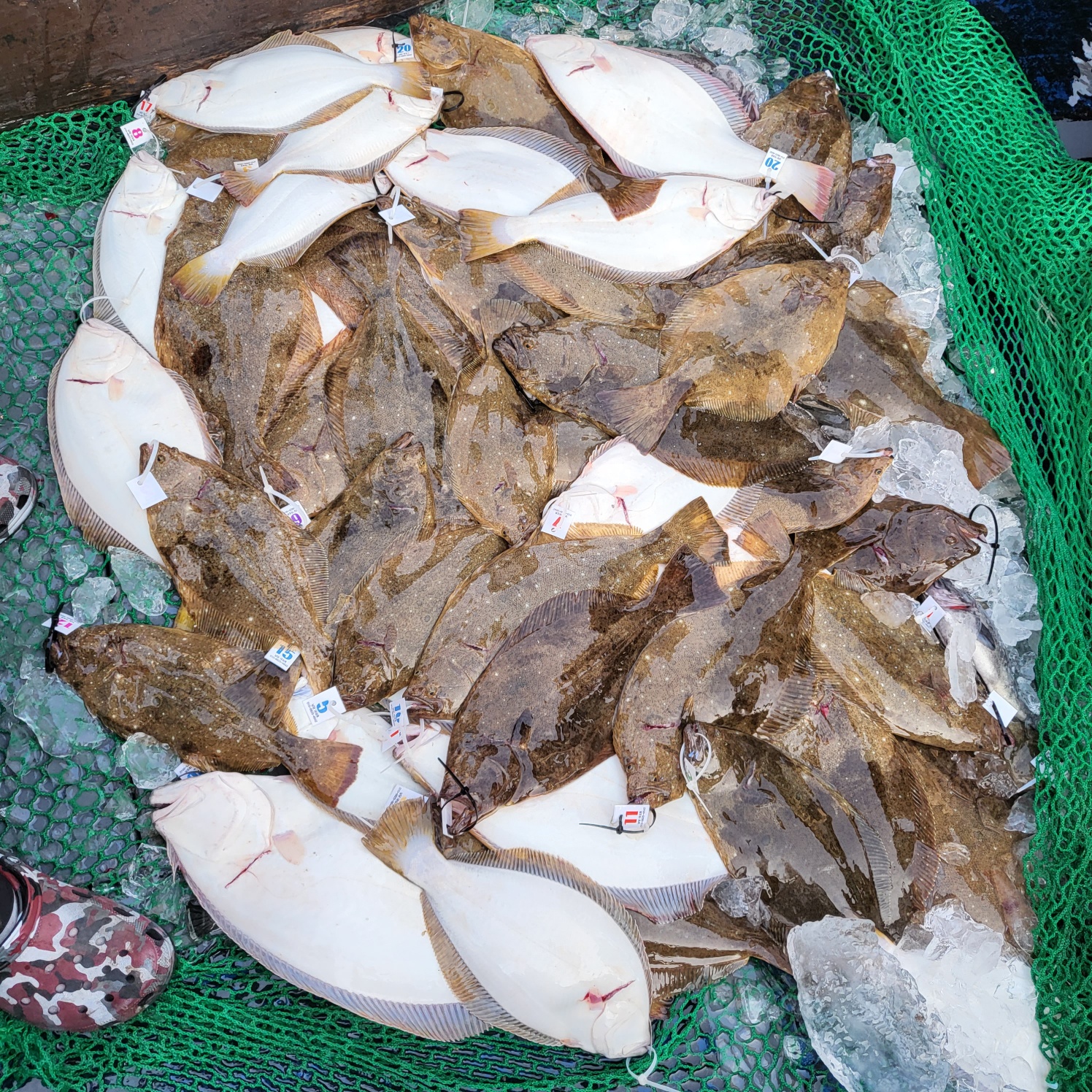 6월 24일 대성호 광어다운샷조황입니다