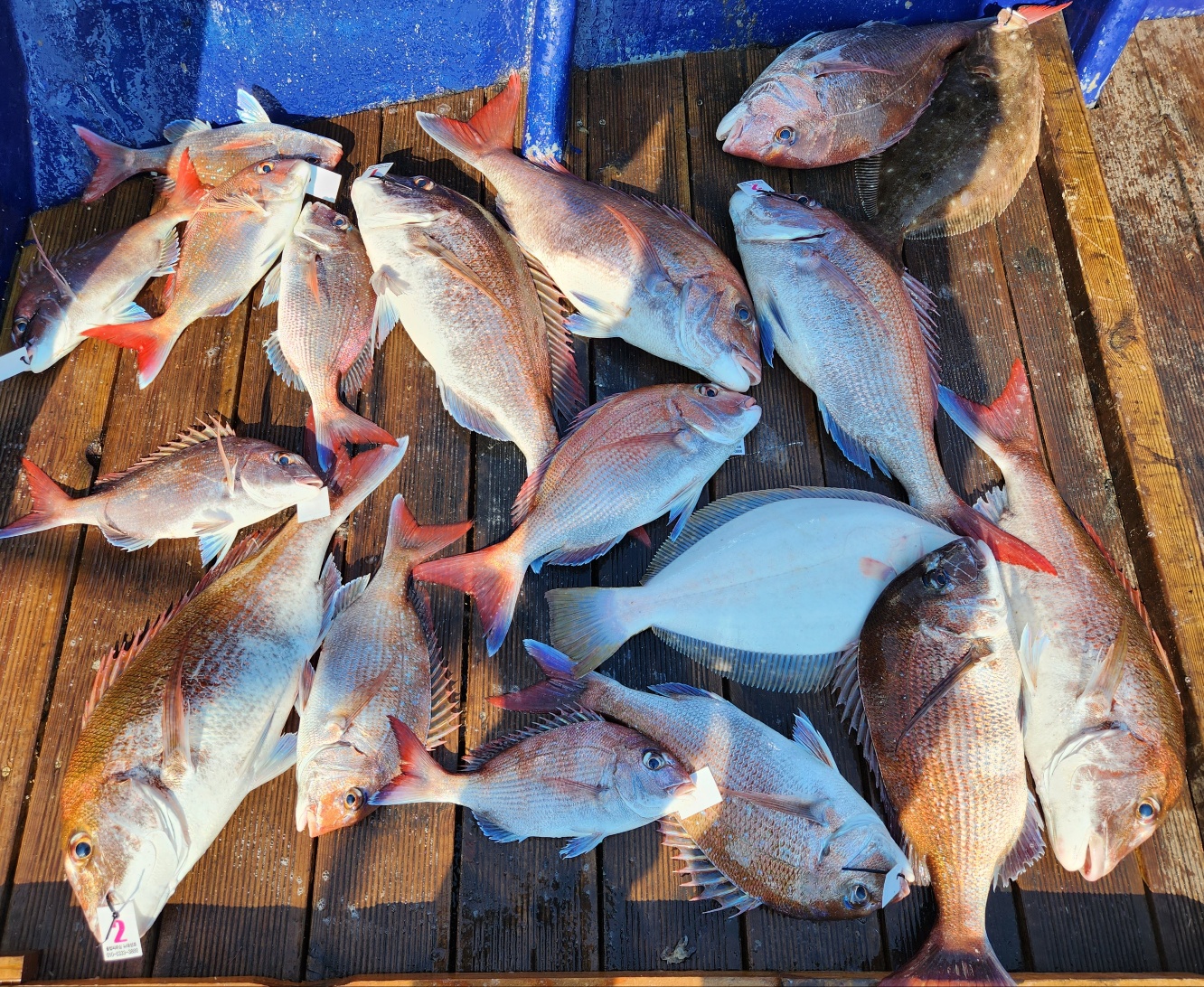 6월 18일 블루원 참돔조황