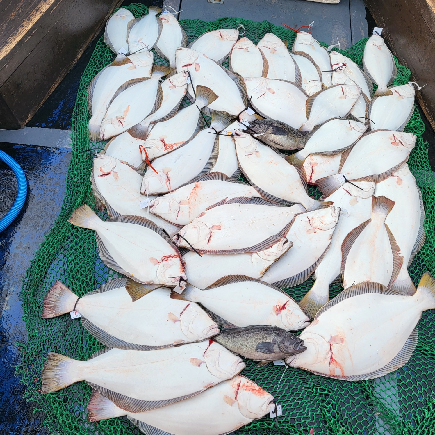 6월 5일 대성호 12인 광어다운샷조황입니다