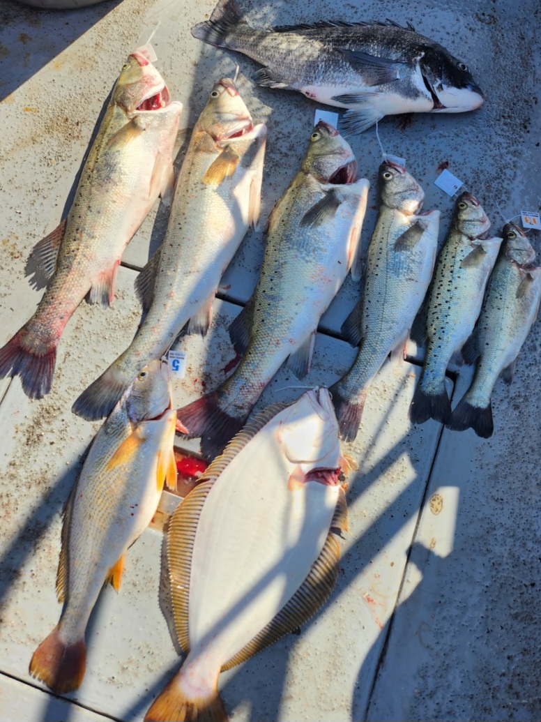 6월3일 뉴대성호 농어외수질 조황