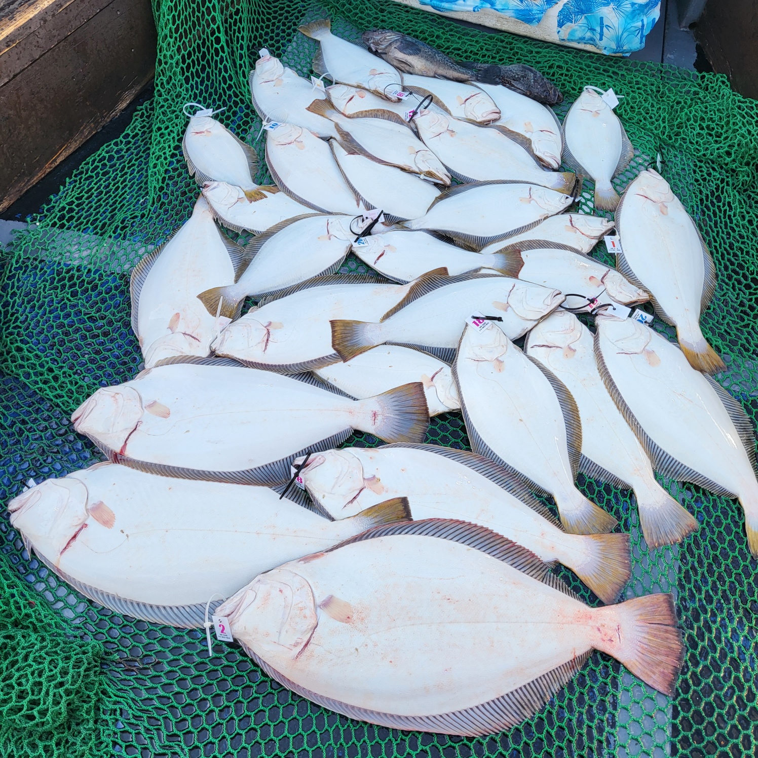 6월 3일 대성호 광어다운샷조황입니다