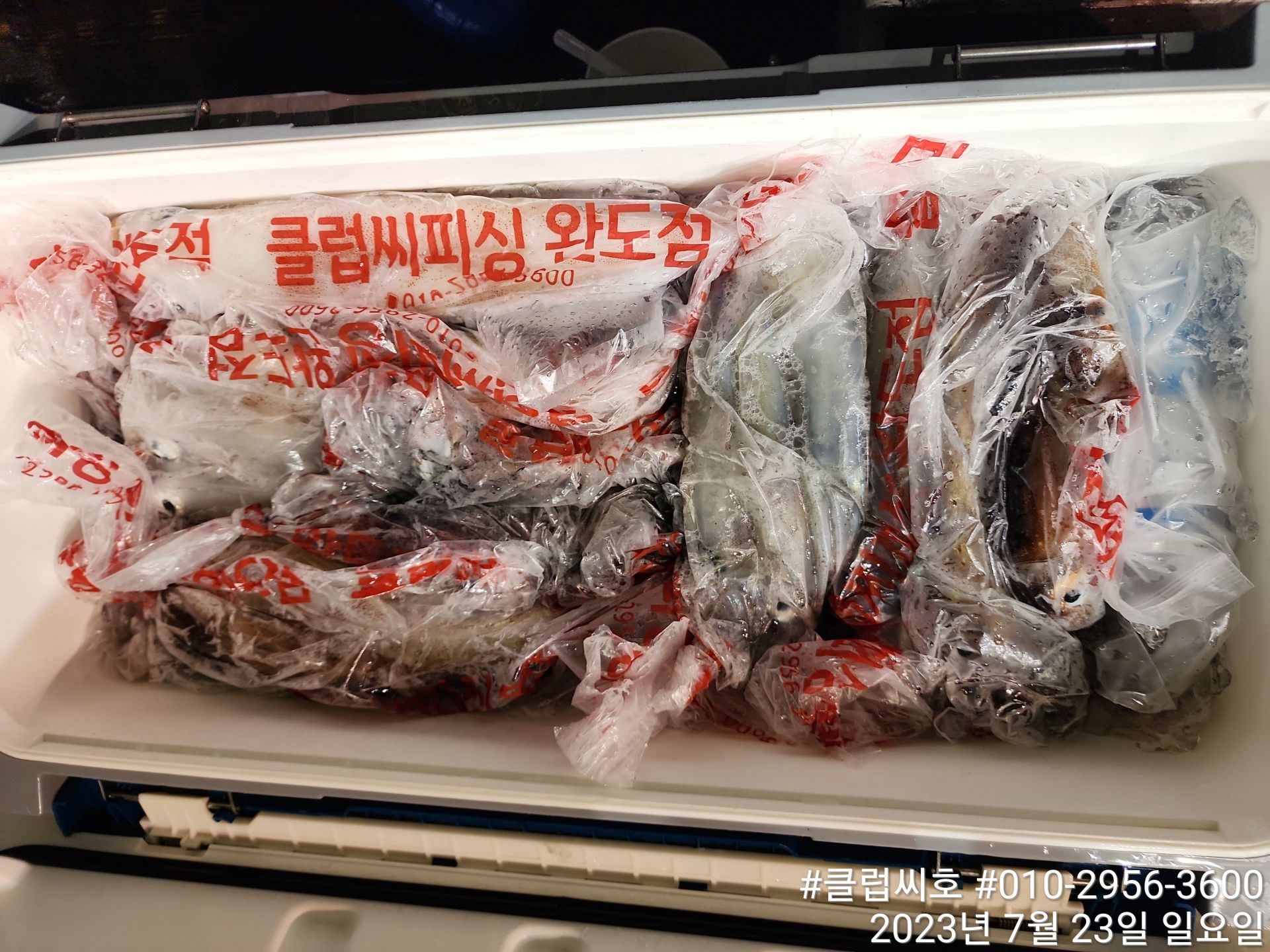 7월22일 완도점 클럽씨호 한치조황입니다