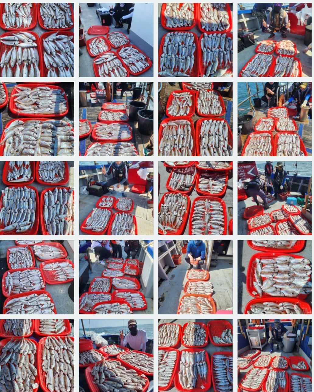 7월27일 뉴대성호 백조기조황