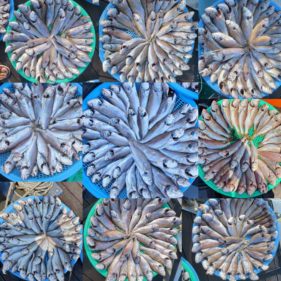 7월 29일 대성호 백조기 조황입니다 ~