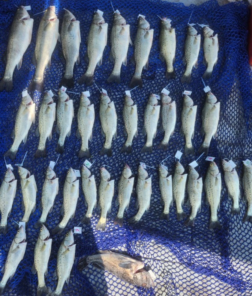 7월1일 뉴대성호 농어외수질조황