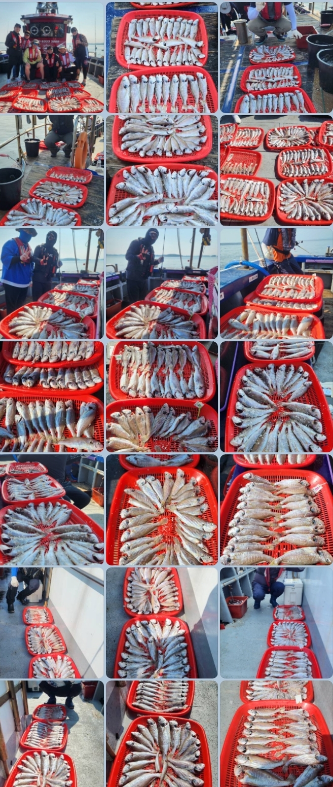 7월21일 뉴대성호 백조기조황