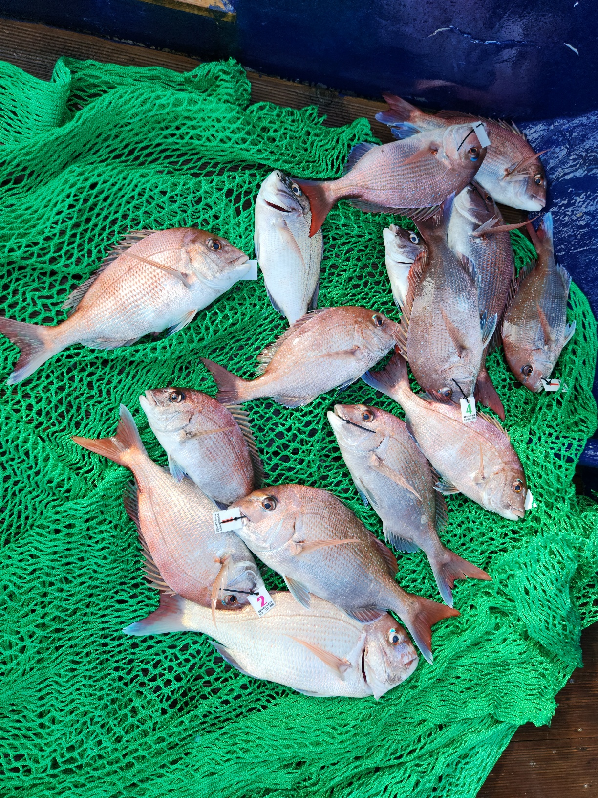 7월 29일 블루원호 타이라바조황