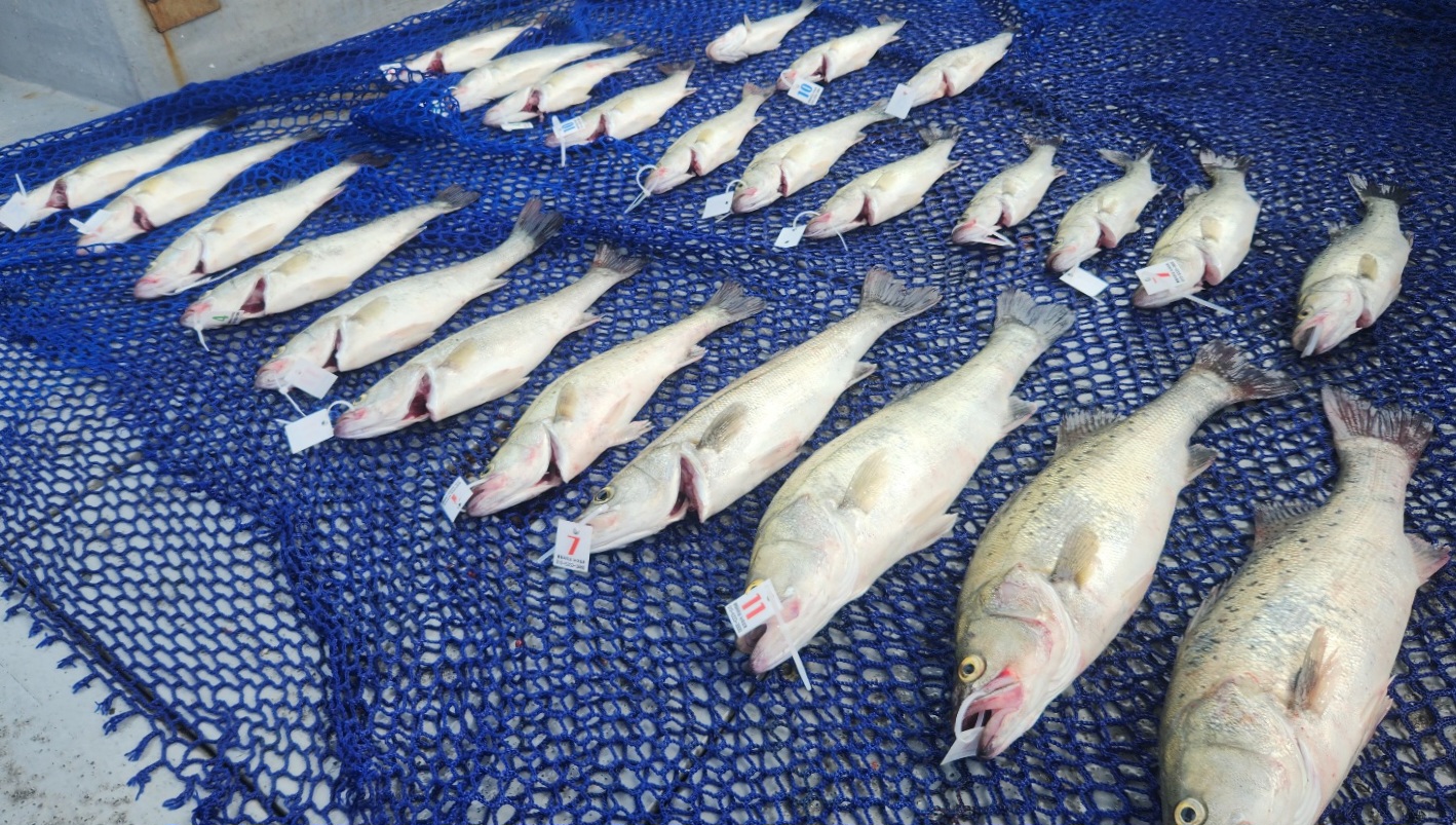 7월3일 뉴대성호 농어외수질조황